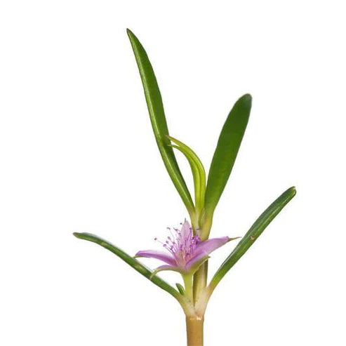 Sesuvium Portulacastrum, Shoreline Seapurslane (small)