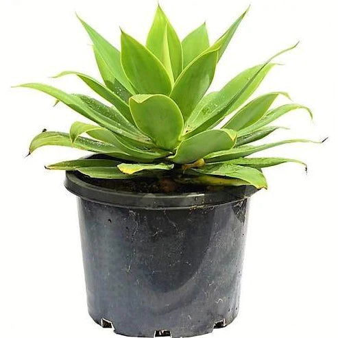 Agave Spineless