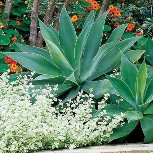 Agave Spineless