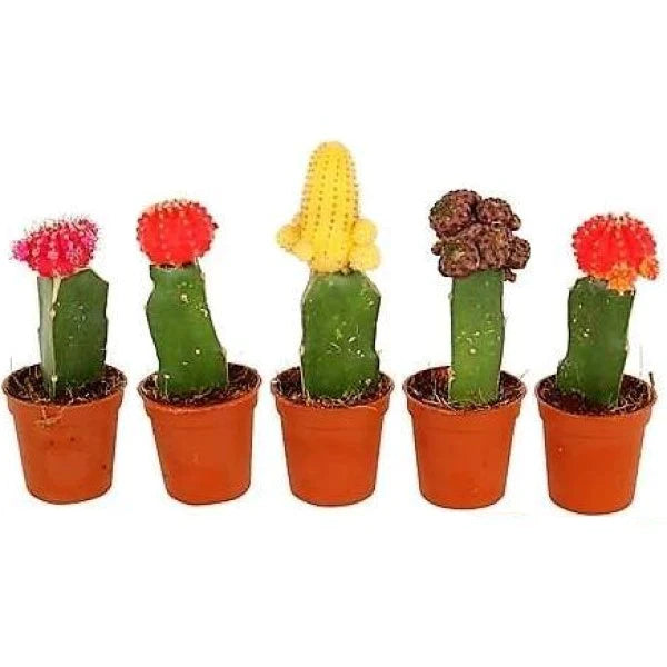 Gymnocalycium mix 10-15 cm