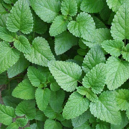 Balm Mint