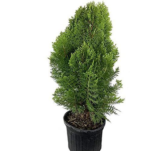 Thuja Orientalis