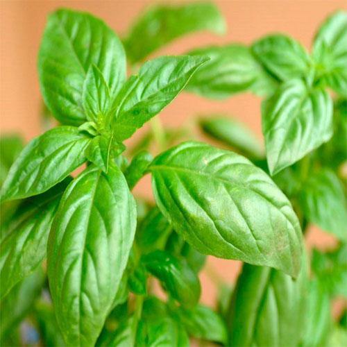 Green Basil, Sweet Basil