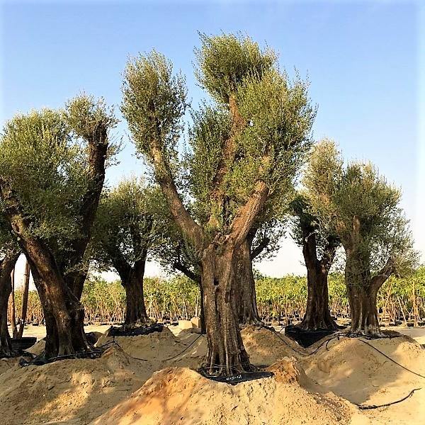 Olive Tree, Olea Europaea