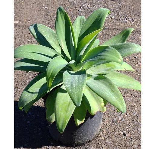 Agave Spineless