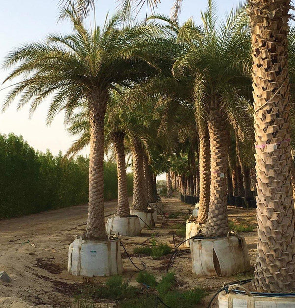 Silver Date Palm