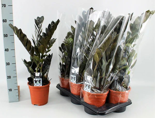 ZZ Plant