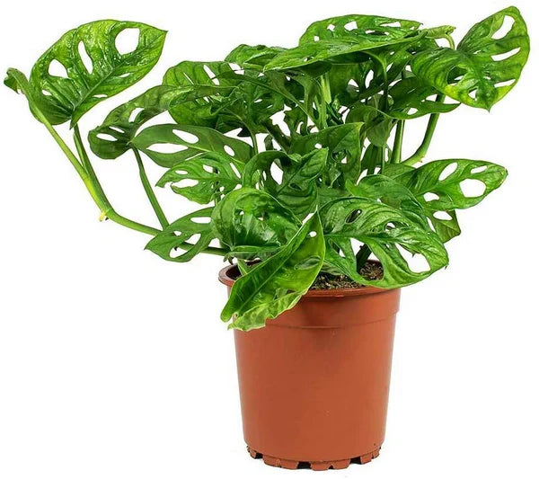 Swiss Cheese Plant