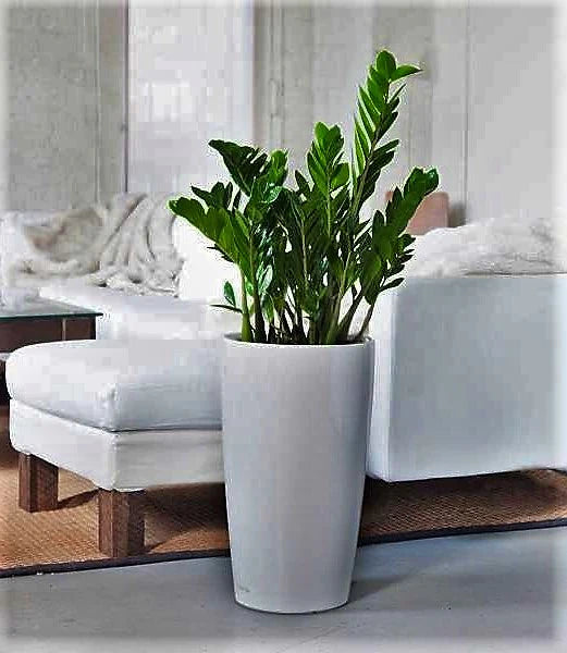 ZZ Plant