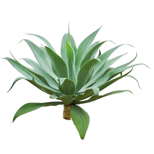 Agave Spineless