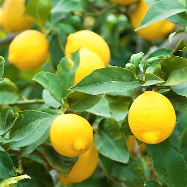 Lemon Tree