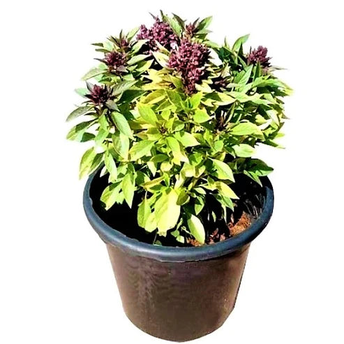 Rehan Herb