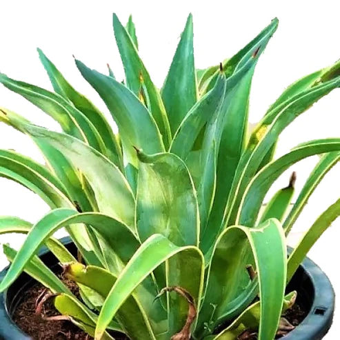 Agave Spineless
