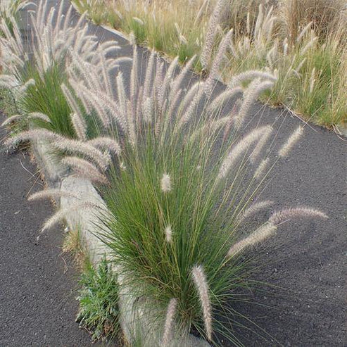 Green Fountain Grass