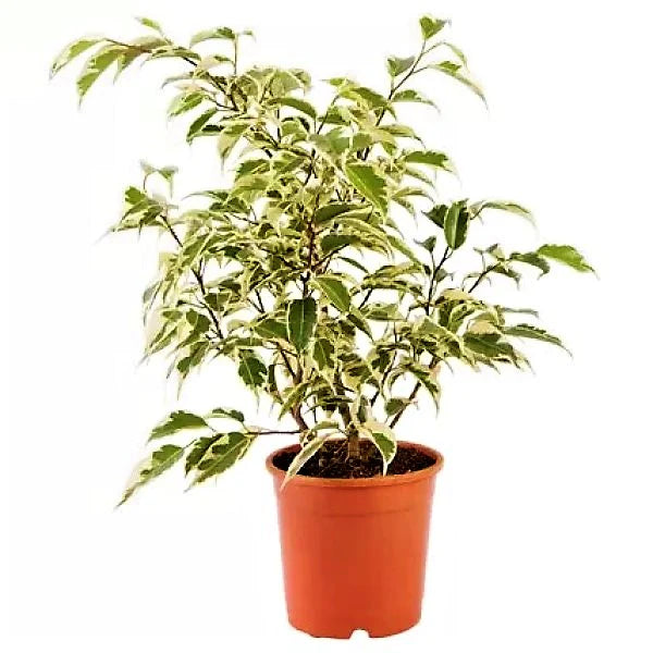 Ficus Benjamina Variegata