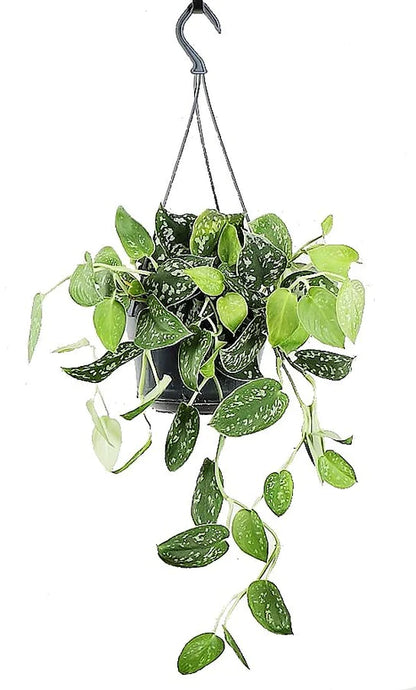 Satin Pothos Hanging