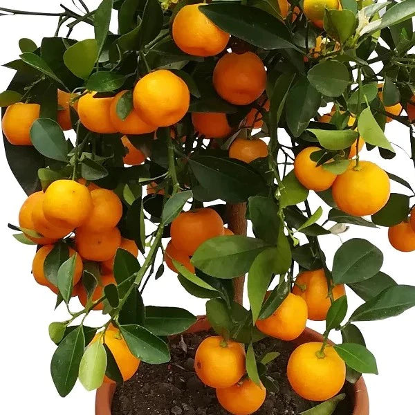 Citrus Microcarpa, Calamansi Citrus