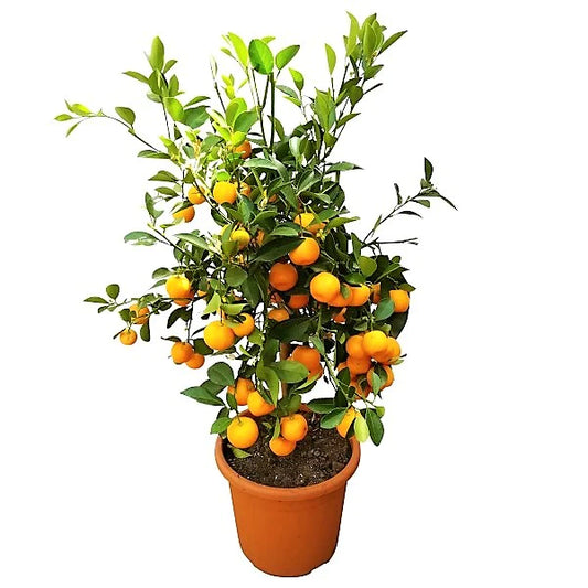 Citrus Microcarpa, Calamansi Citrus