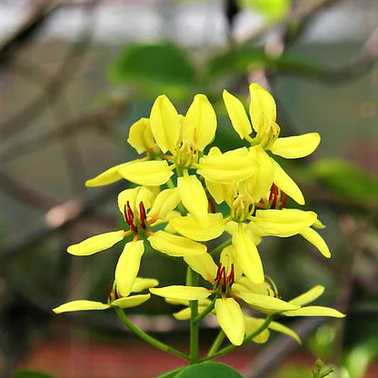 Tristellateia australasiae, Shower of Gold Climber