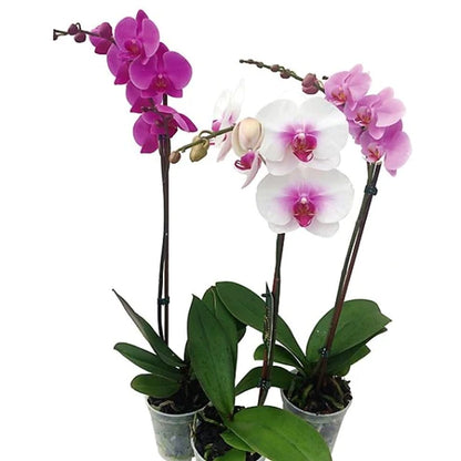 Moth Orchids, Phalaenopsis orchids