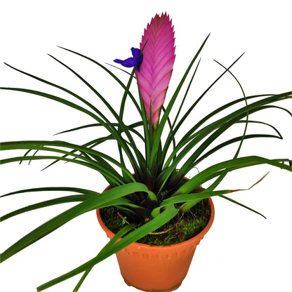 Pink Quill Tillandsia Cyanea