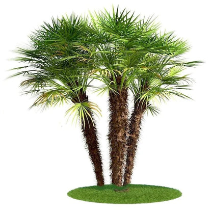 European Fan Palm, Chamaerops Humilis