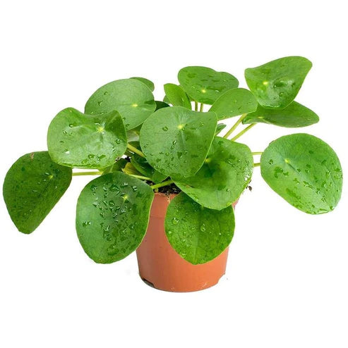 Chinese Money Plant, Pilea Peperomioides