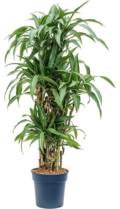 Dracaena Fragrans, Deremensis, Ulises, Ulysses