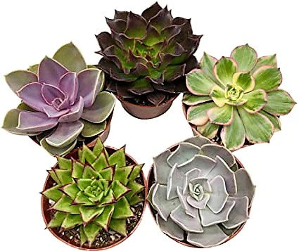 Mini succulents "Per Piece"