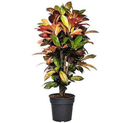 Codiaeum Iceton, Codiaeum Variegatum, Croton