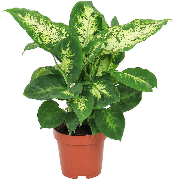 Dieffenbachia, Compacta, Dumb Cane, Leopard Lilly