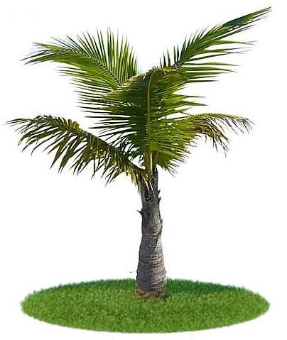 Coconut Palm, Cocos Nucifera