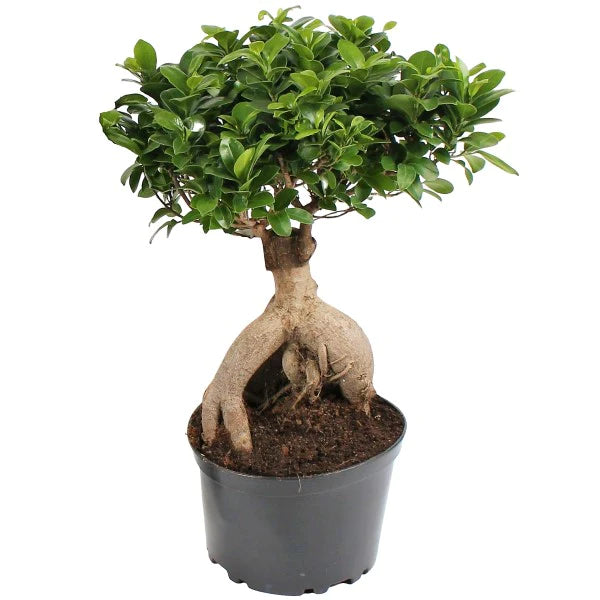 Ficus Ginseng Bonsai