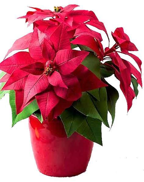 Euphorbia Pulcherrima (Titan Red), Poinsettia