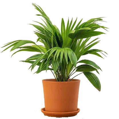 Chinese Fan Palm, Livistona Chinensis, Fountain Palm