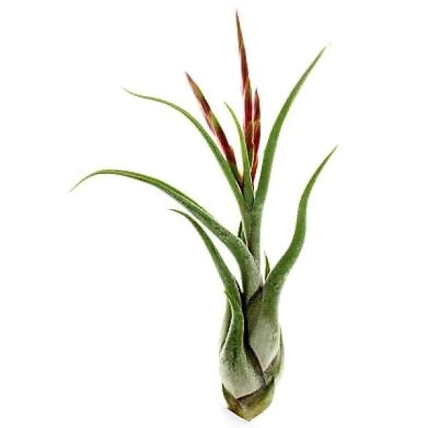 Tillandsia Caput-Medusae