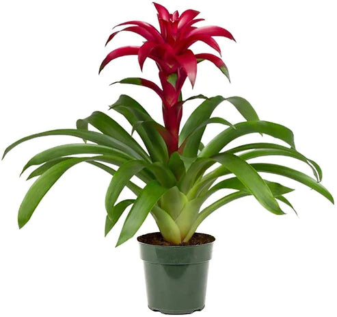 Guzmania Red Yellow Orange Plants, Scarlet Star