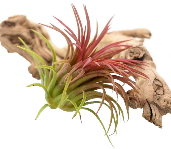 Tillandsia Lonantha Red Clumb