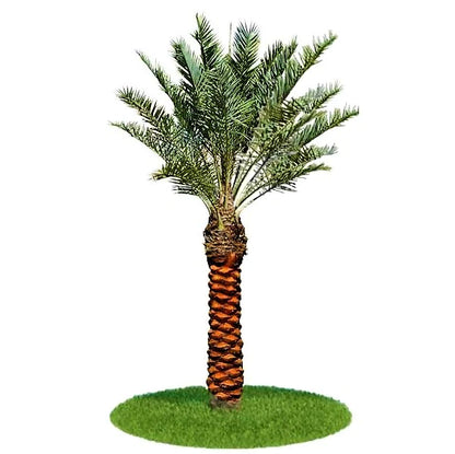 Date Palm, Phoenix Dactylifera