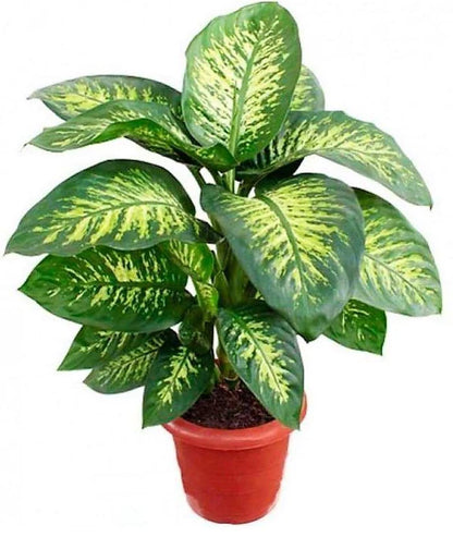 Dieffenbachia, Compacta, Dumb Cane, Leopard Lilly