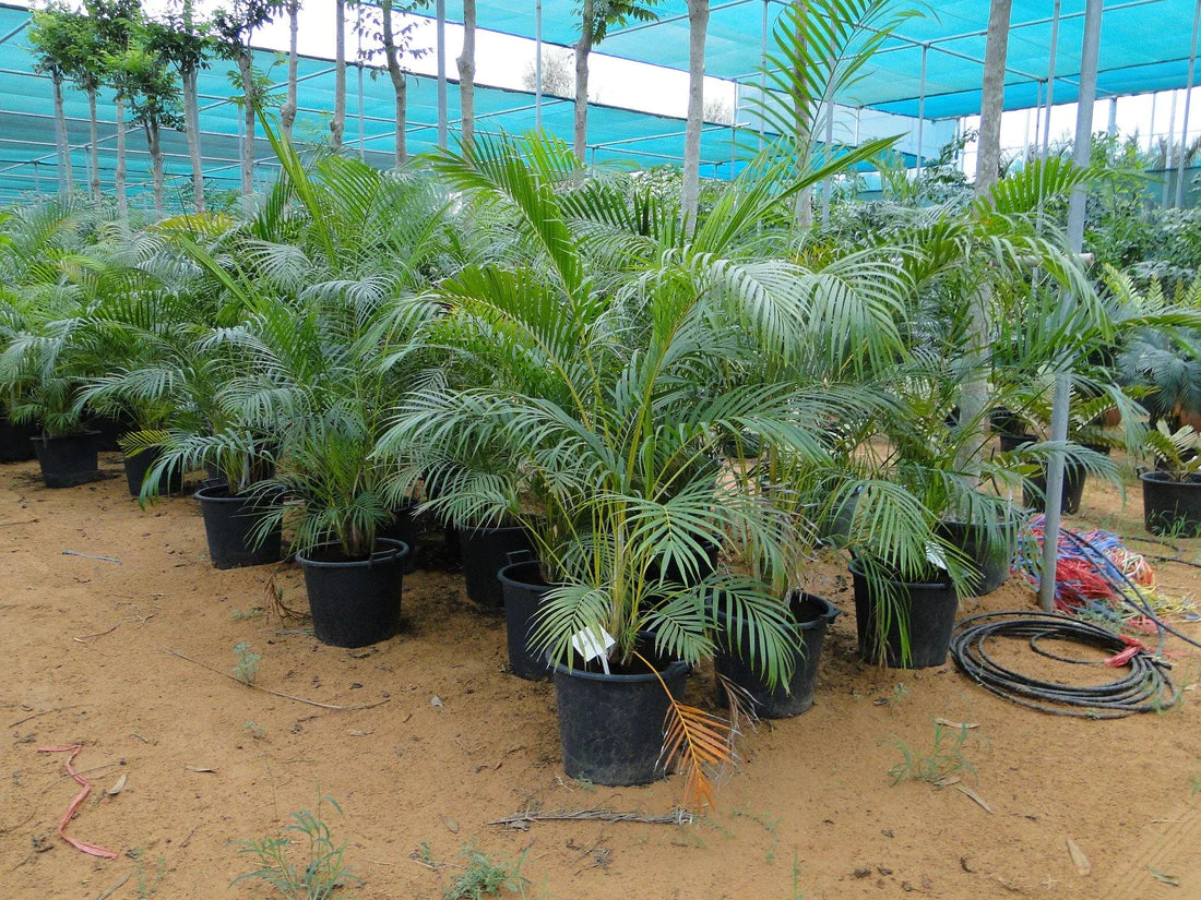 Areca Palm Indoor (Chrysalidocarpus Lutescens)