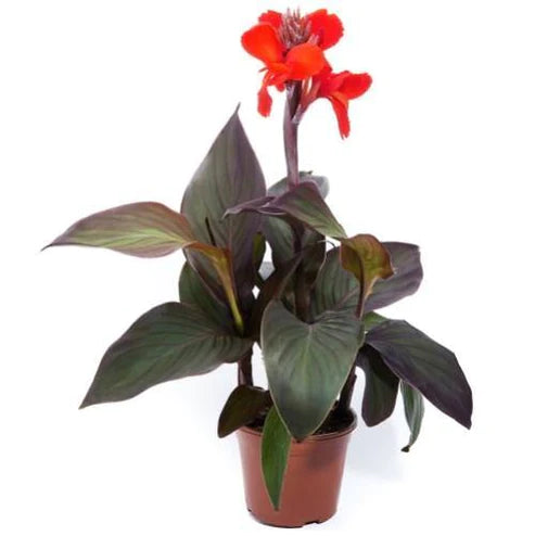 Canna Indica, Purpurea