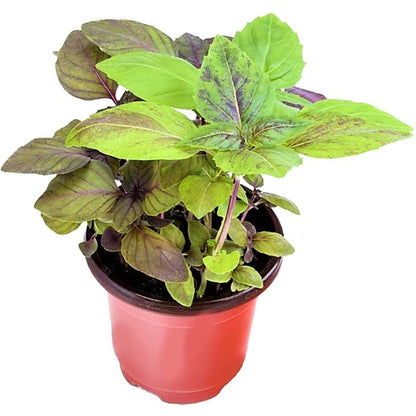 Red Sweet Basil, Sweet Genovese