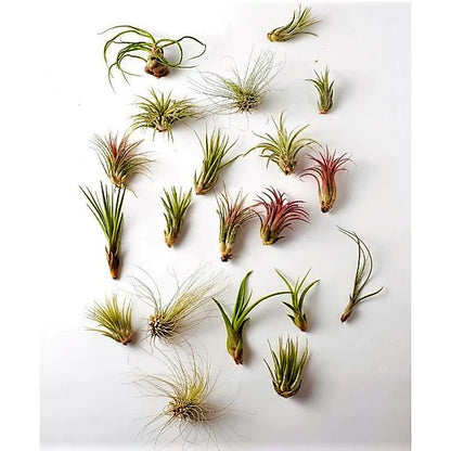 Air Plant, Tillandsia,