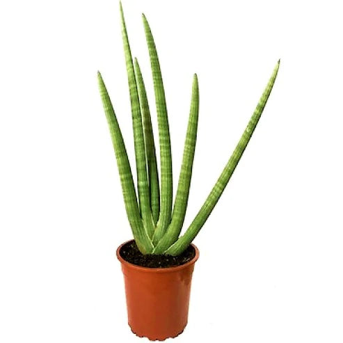 Sansevieria Cylindrica Skyline, Sansevieria Desertii