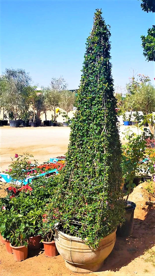 Ehretia Cone