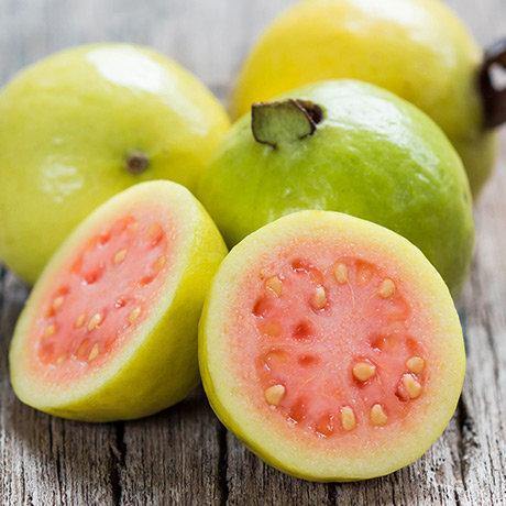 Guava Tree, Psidium Guajava