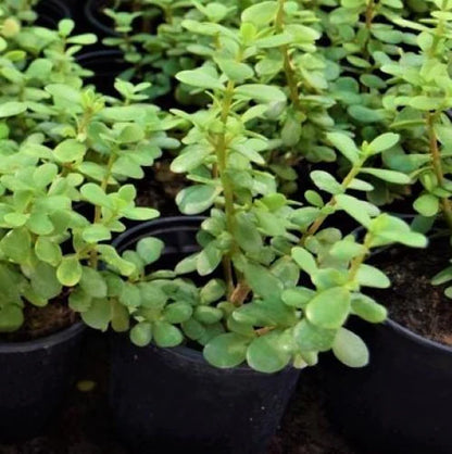 Portulacaria Afra, Elephant Bush