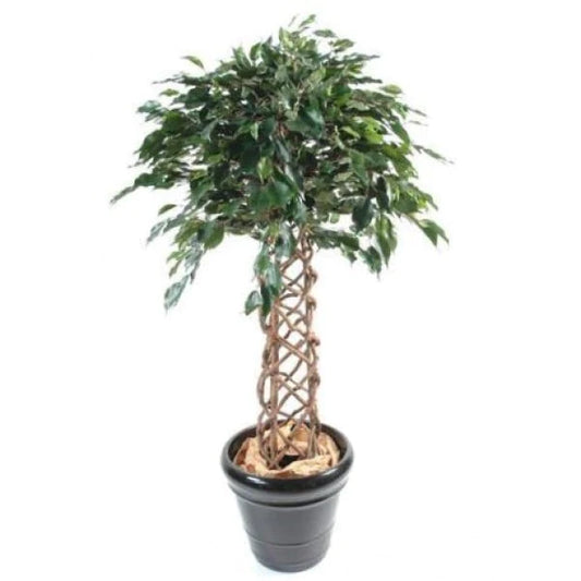 Ficus Panda Cage Shape