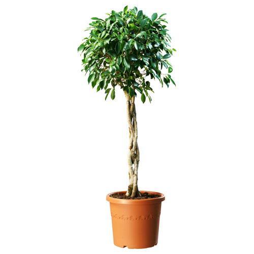 Ficus diversifolia twisted trunk topiary